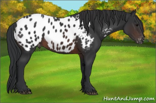 Horse Color:Brown Appaloosa 