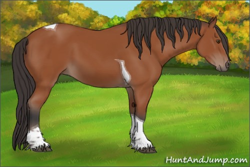Horse Color:Bay Tobiano 