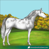 Horse Color:Brown Sabino 