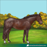 Horse Color:Chocolate Brown 