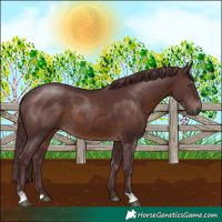 Horse Color:Chocolate Brown 