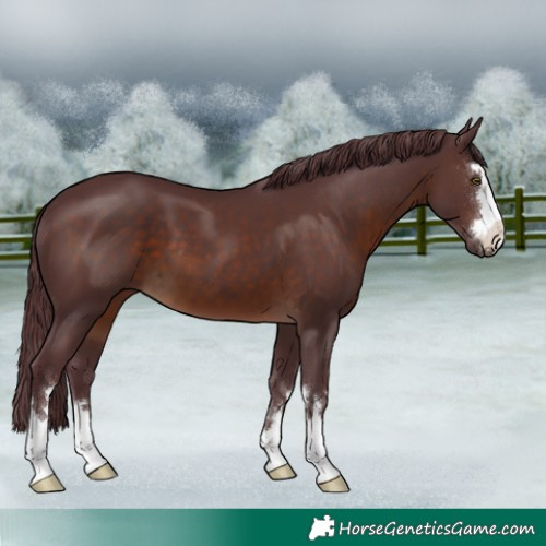 Horse Color:Chocolate Brown 