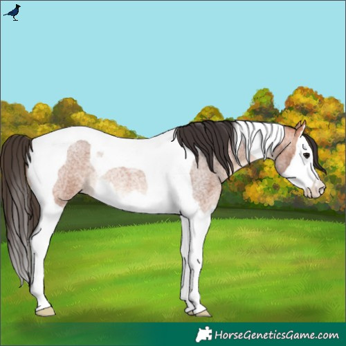 Horse Color:Bay Roan Splash Tobiano Rabicano