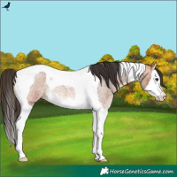 Horse Color:Bay Roan Splash Tobiano Rabicano