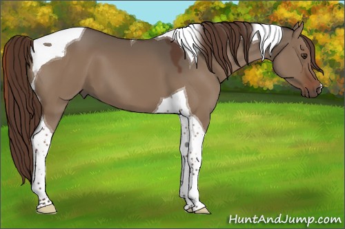 Horse Color:Liver Red Dun Tobiano 