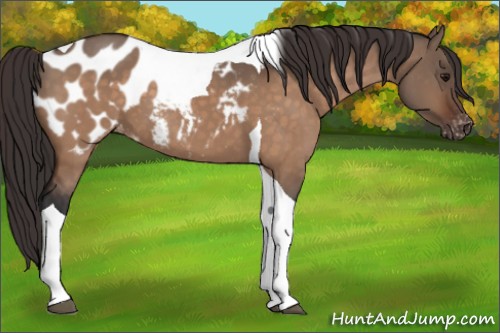 Horse Color:Bay Dun Tobiano Appaloosa 