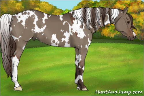 Horse Color:White Spotted Liver Red Dun 