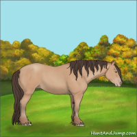 Horse Color:Amber Champagne
