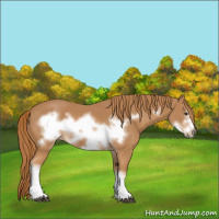 Horse Color:Chestnut Frame