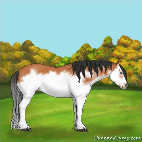 Horse Color:Bay Splash Frame 