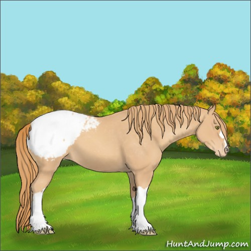 Horse Color:Gold Champagne Appaloosa