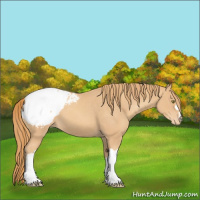 Horse Color:Gold Champagne Appaloosa