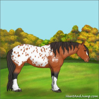 Horse Color:Bay Appaloosa