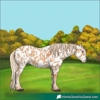 Horse Color:Chestnut Appaloosa 