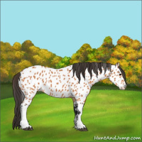Horse Color:Bay Appaloosa