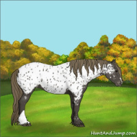Horse Color:Smoky Black Appaloosa 