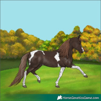 Horse Color:Liver Chestnut Tobiano Rabicano