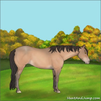 Horse Color:Amber Champagne 