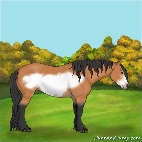 Horse Color:Bay Frame