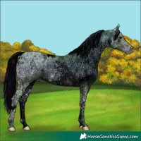 Horse Color:ERROR: UNKNOWN ANOMALY