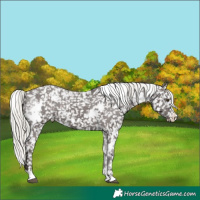 Horse Color:White Spotted Liver Chestnut Mushroom Appaloosa