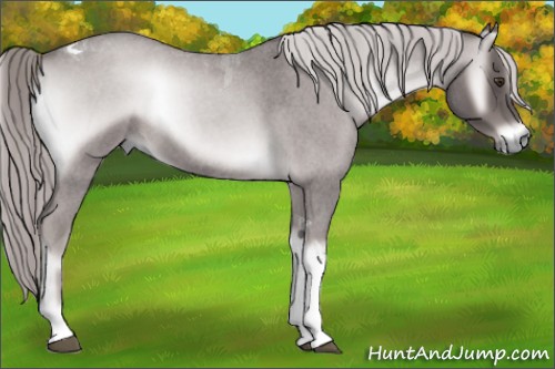 Horse Color:Platinum Chocolate Palomino Roan Onyx Tobiano 