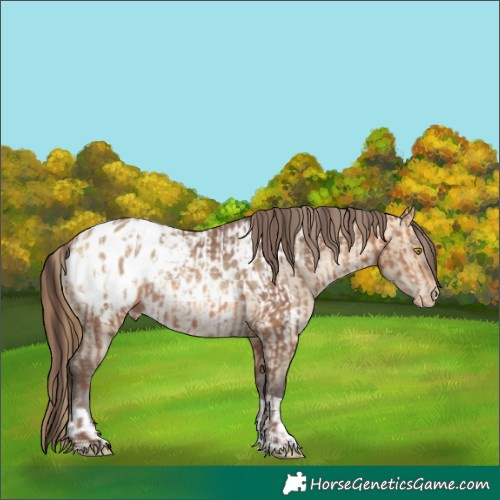 Horse Color:Sable Champagne Sabino Appaloosa  and Buckskin Dun Tobiano Appaloosa 