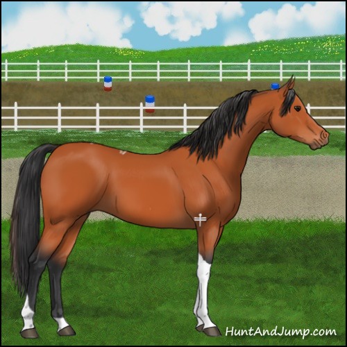 Horse Color:Bay Tobiano 