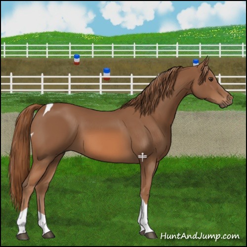 Horse Color:Chestnut Tobiano 