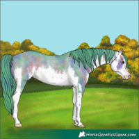 Horse Color:Nacre Watercolor White Spotted Buckskin Dun 