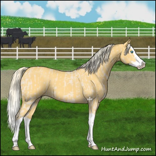 Horse Color:Cremello Splash  and Palomino Splash 