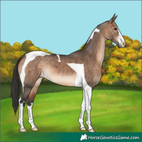 Horse Color:White Spotted Brown Dun Tobiano 