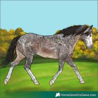 Horse Color:Gray White Spotted Brown Ice