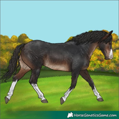 Horse Color:White Spotted Brown 