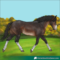 Horse Color:White Spotted Brown 