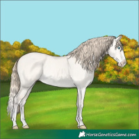 Horse Color:Perlino Dun Splash Rabicano