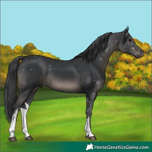 Horse Color:White Spotted Black Tobiano 