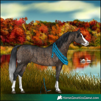 Horse Color:Brown Dun Splash Brindle