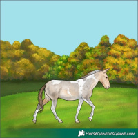 Horse Color:Buckskin Tobiano Appaloosa