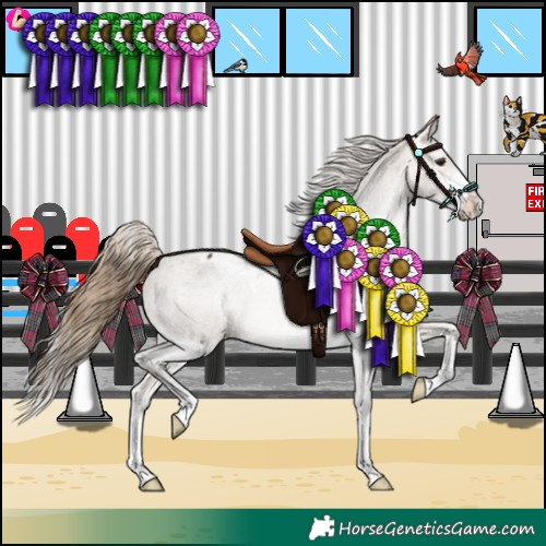 Horse Color:Buckskin Appaloosa 