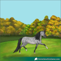 Horse Color:Blue Roan 