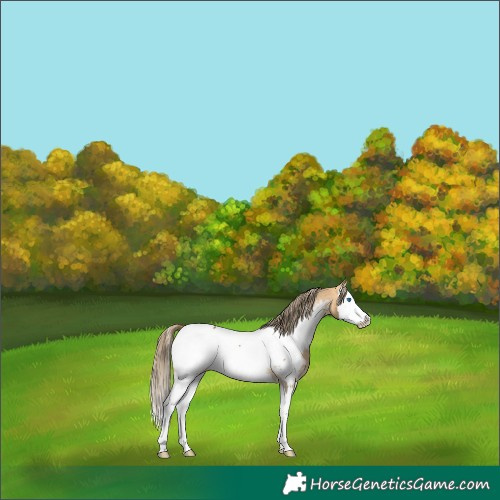 Horse Color:Buckskin Splash Appaloosa 