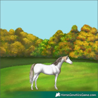 Horse Color:Buckskin Splash Appaloosa 