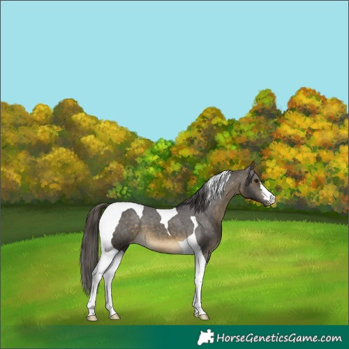 Horse Color:Buckskin Tobiano Appaloosa 
