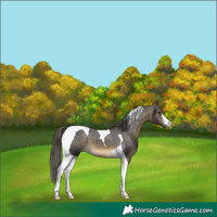 Horse Color:Buckskin Tobiano Appaloosa 