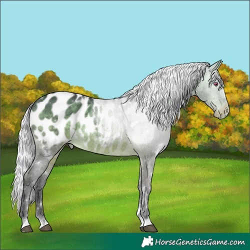 Horse Color:White Spotted Silver Brown Chinchilla Blanket 