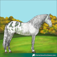 Horse Color:White Spotted Silver Brown Chinchilla Appaloosa 