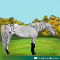 Horse Color:Brown Chinchilla Ice Tobiano Varnish 