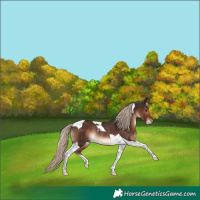 Horse Color:Liver Chestnut Tobiano Rabicano