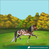 Horse Color:White Spotted Bay Rabicano 
